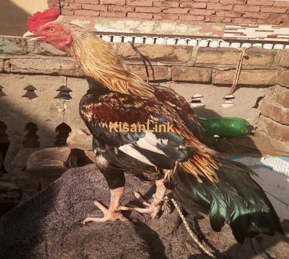 Aseel For Sale
