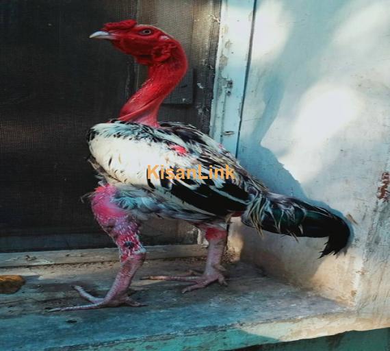 Aseel For Sale