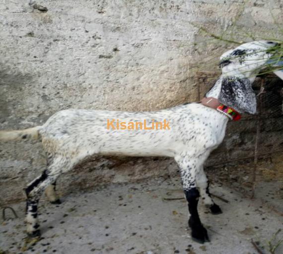 Goat For Sale