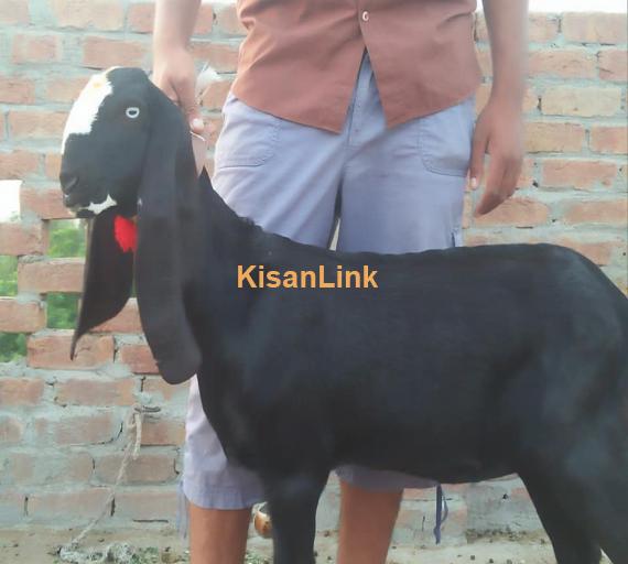 Goat For Sale