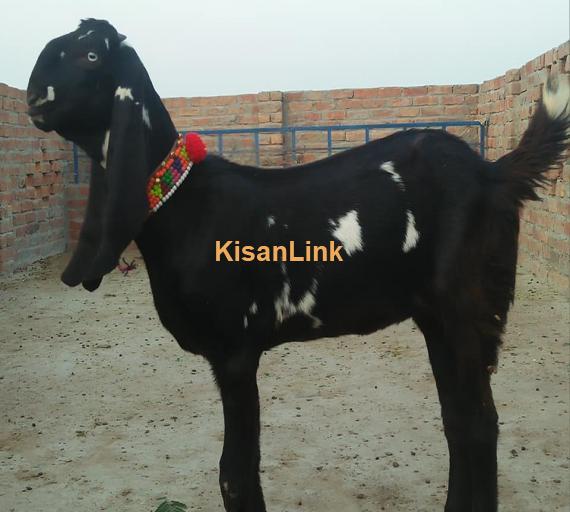 Goat For Sale