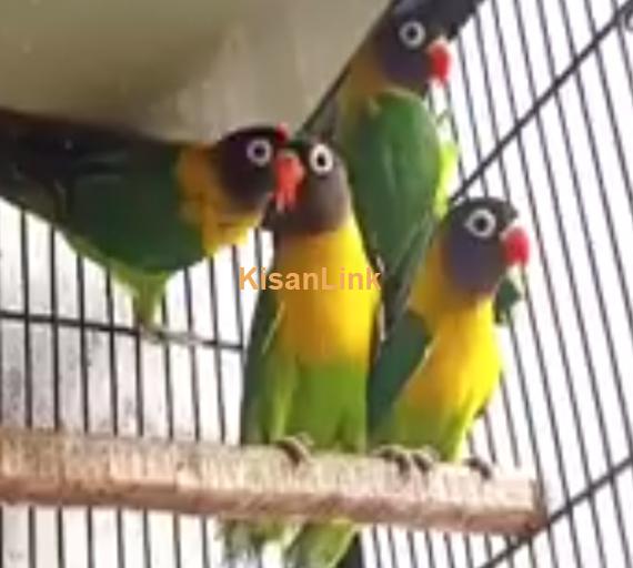 Parrot For Sale