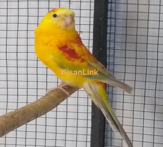 Parrot For Sale