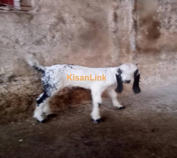 Goat For Sale