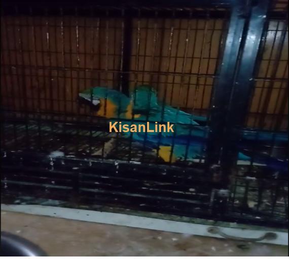Parrot For Sale