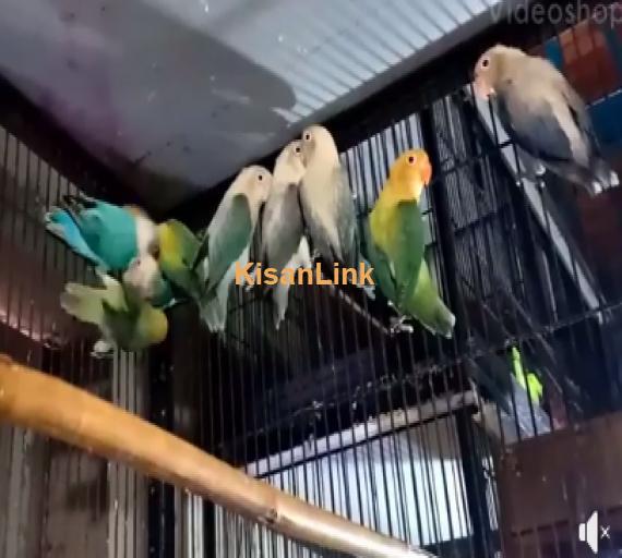 Parrot For Sale