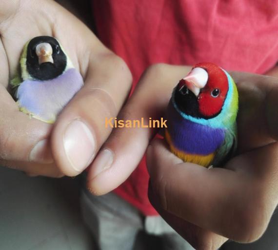Finches For Sale
