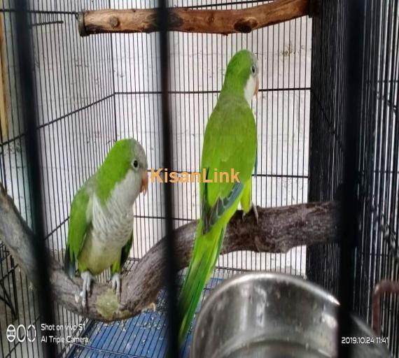 Parrot For Sale