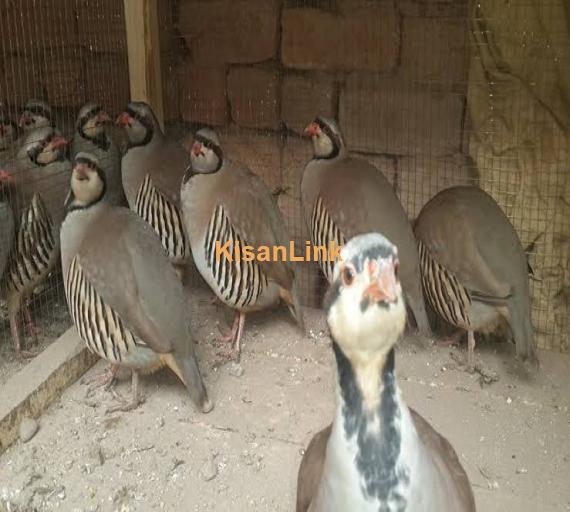 Chakor For Sale