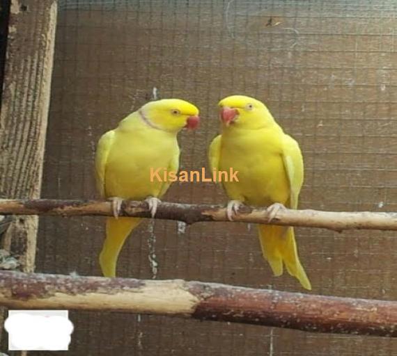 Parrot For Sale