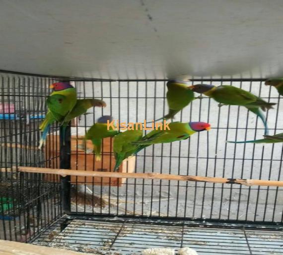Parrot For Sale