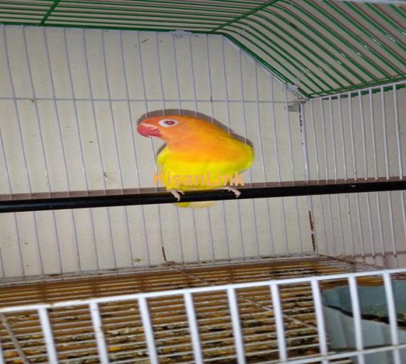 Parrot For Sale