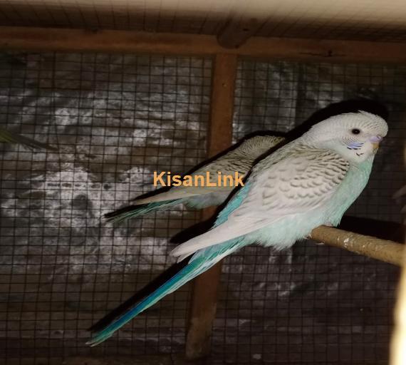 Parrot For Sale