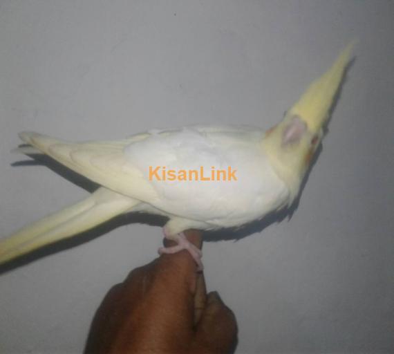 Cocktail Chick For Sale