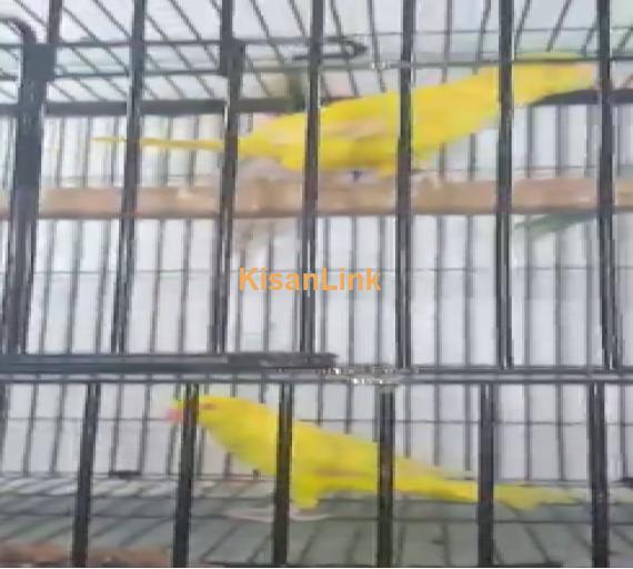 Parrot For Sale