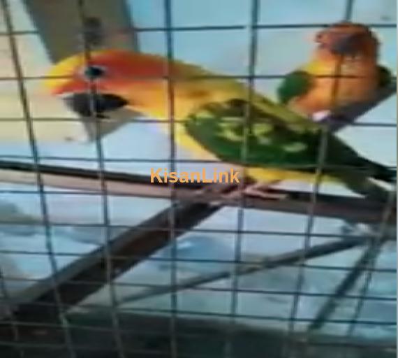 Parrot For Sale