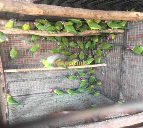 Parrot For Sale