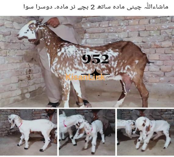 Goat For Sale