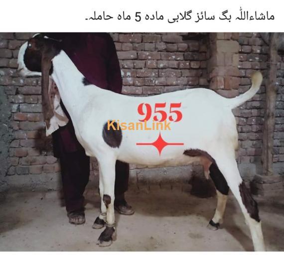 Goat For Sale