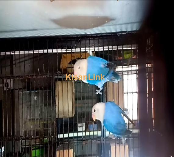 Parrot For Sale