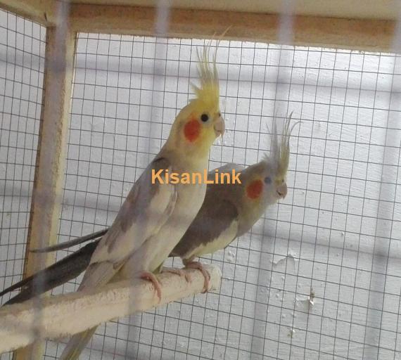 Cocktail Pair For Sale