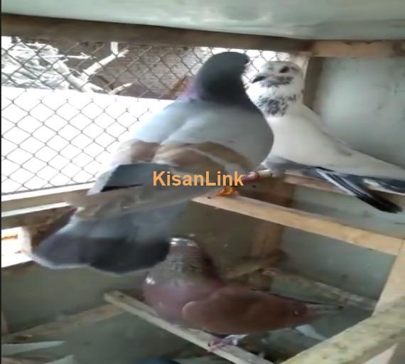Pigeons For Sale