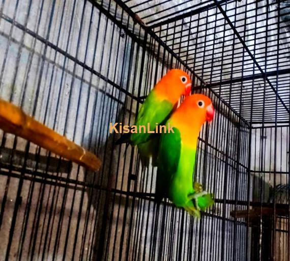 Parrot For Sale