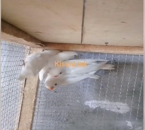 Parrot For Sale