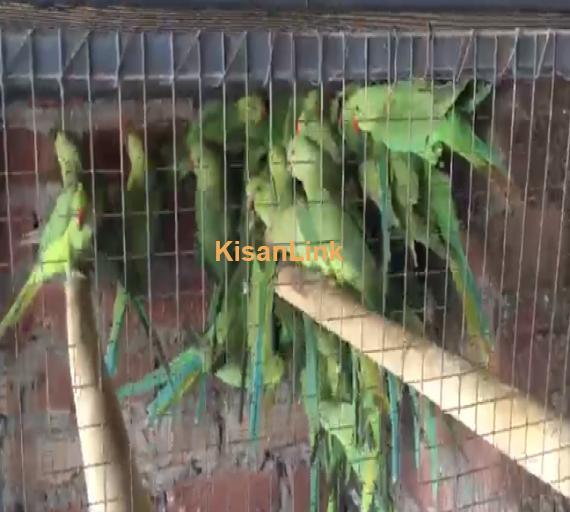 Parrot For Sale