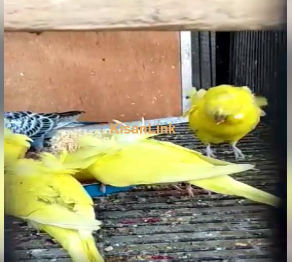 Parrot For Sale