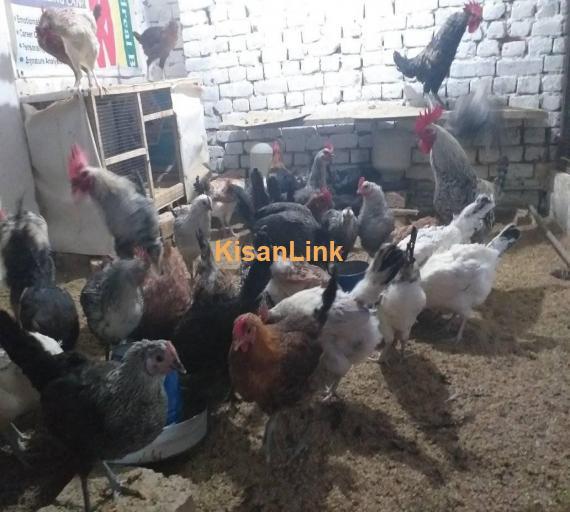 Hens For Sale