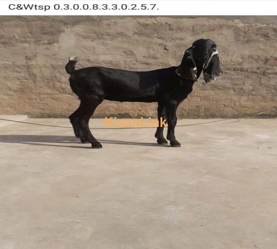 Goat For Sale