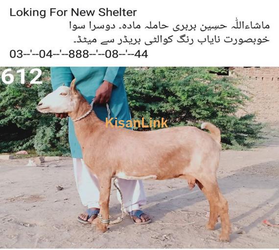 Goat For Sale