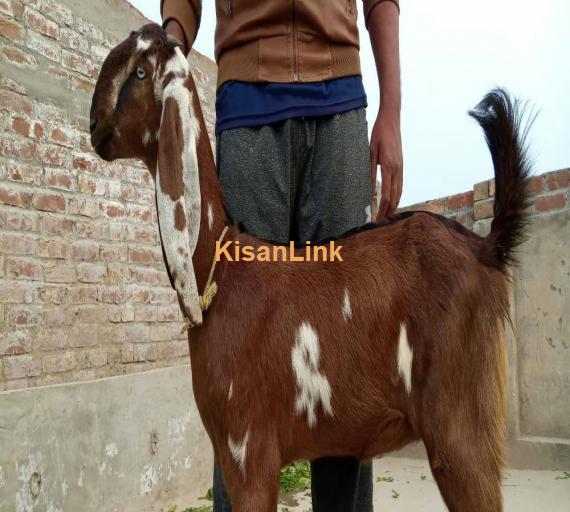 Goat For Sale