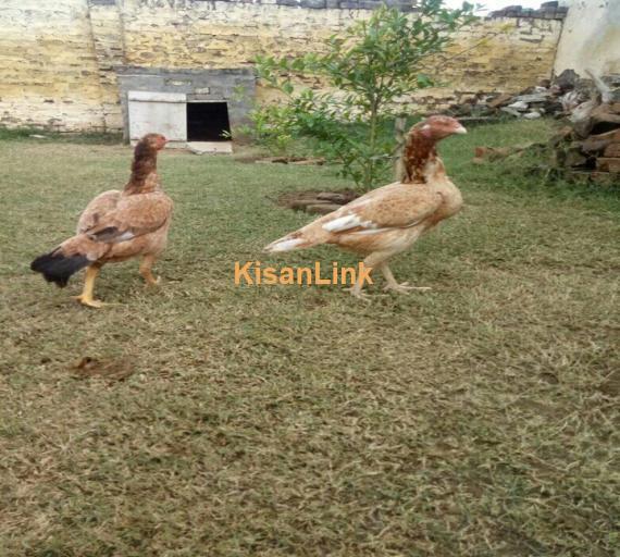 Aseel For Sale