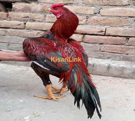 Aseel For Sale