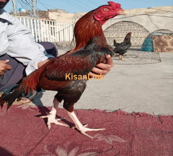 Aseel For Sale