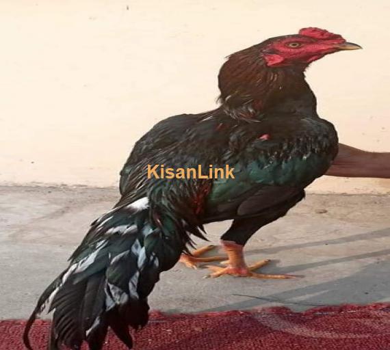 Aseel For Sale