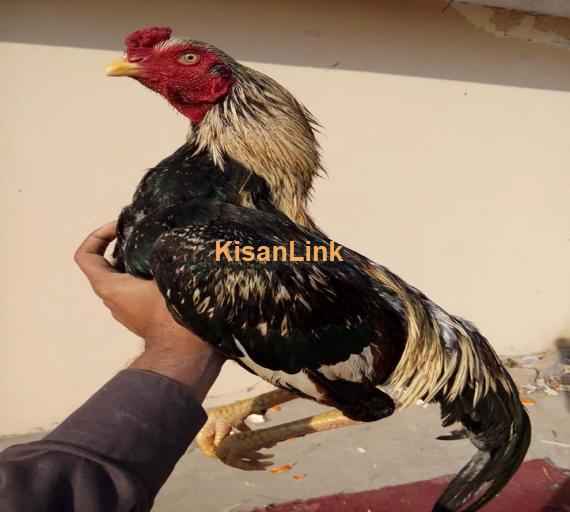 Aseel For Sale