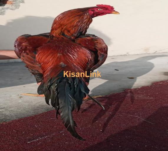 Aseel For Sale