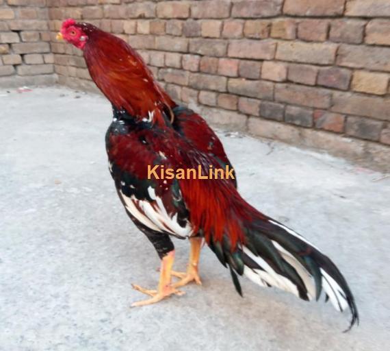 Aseel For Sale