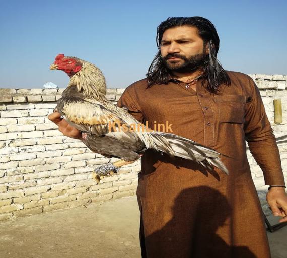 Aseel For Sale