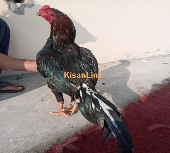 Aseel For Sale