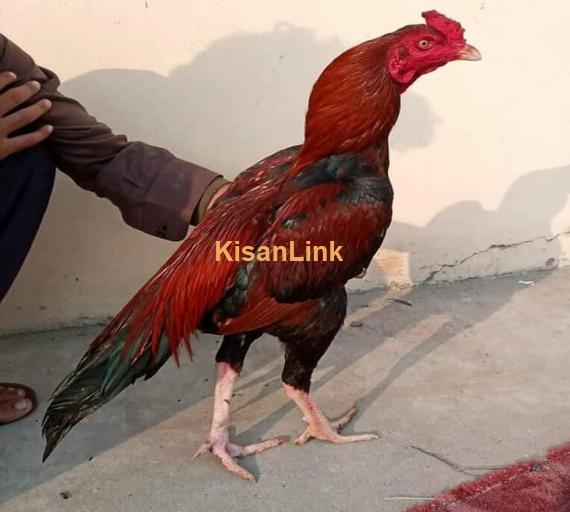 Aseel For Sale