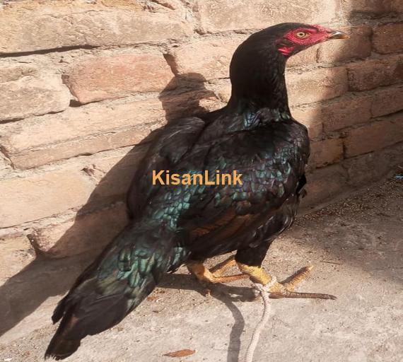 Aseel For Sale