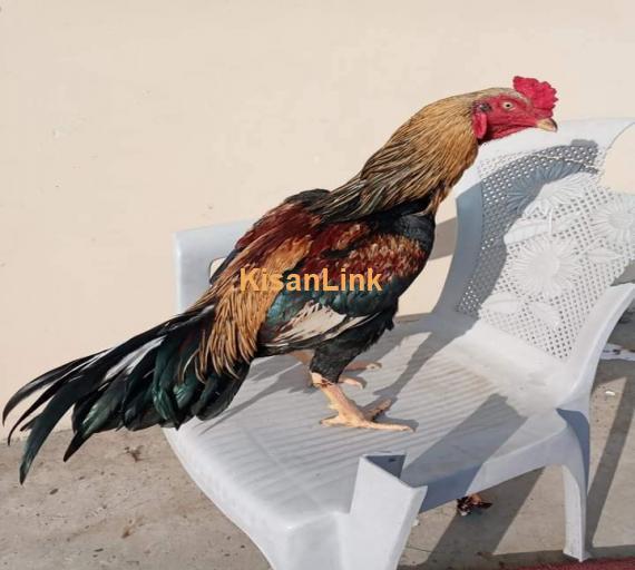 Aseel For Sale