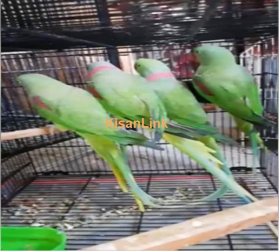 Parrot For Sale