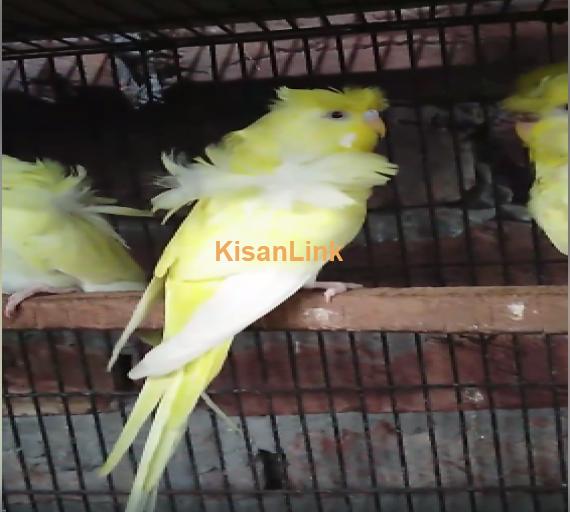 Parrot For Sale