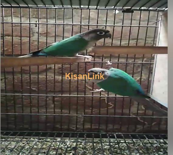 Parrot For Sale
