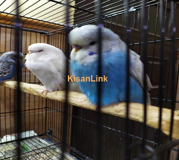 Parrot For Sale